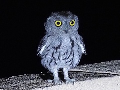 Megascops kennicottii