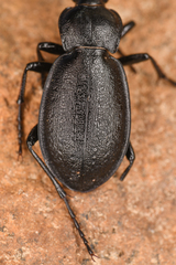 Carabus taedatus