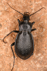 Carabus taedatus