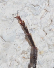 Arhopalus ferus