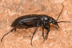 Carabus taedatus
