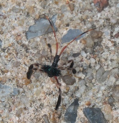 Acanthocephala