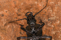Carabus taedatus