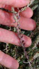 Maireana trichoptera