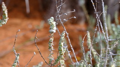 Maireana trichoptera