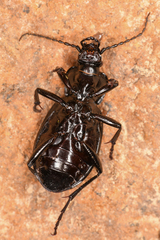 Carabus taedatus