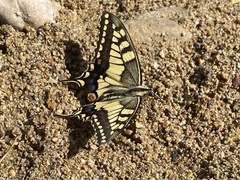 Papilio machaon