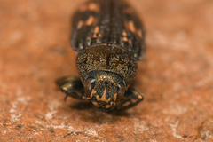 Buprestis nutalli
