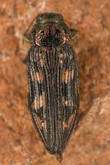 Buprestis nutalli