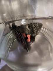 Catocala nupta