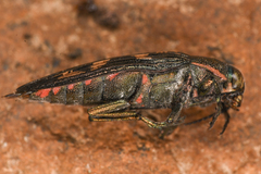 Buprestis nutalli