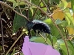 Xylocopa abbotti