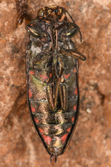 Buprestis nutalli