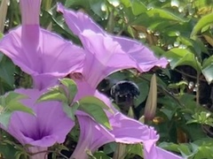 Xylocopa abbotti