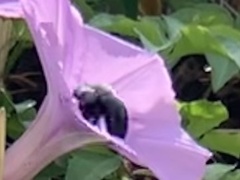 Xylocopa abbotti
