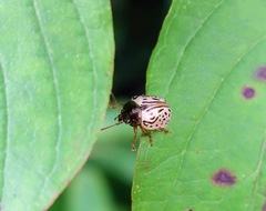 Calligrapha philadelphica