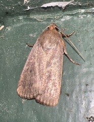 Amphipyra tragopoginis