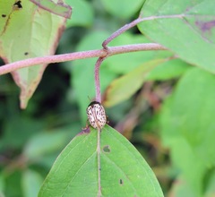 Calligrapha philadelphica