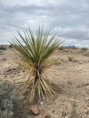 Yucca faxoniana