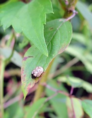 Calligrapha philadelphica