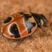 Coccinella hieroglyphica kirbyi - Photo (c) Chloe and Trevor Van Loon, some rights reserved (CC BY), uploaded by Chloe and Trevor Van Loon