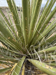 Yucca faxoniana