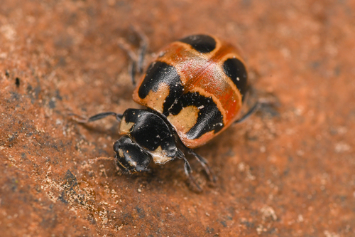 Hieroglyphic Lady Beetle, photo 3 of 8