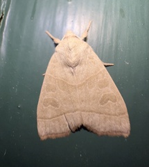 Ipimorpha pleonectusa