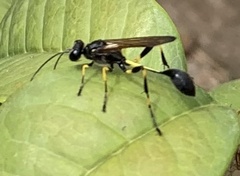 Sceliphron madraspatanum