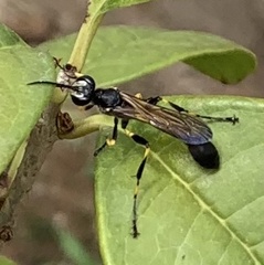 Sceliphron madraspatanum