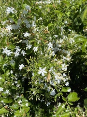 Jasminum multiflorum