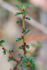 Phyllanthus hirtellus