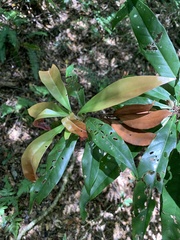 Schima superba superba