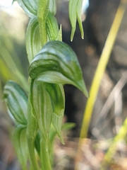 Pterostylis prasina