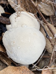Ganoderma polychromum