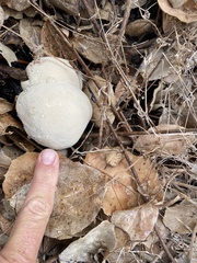 Ganoderma polychromum