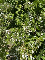 Jasminum multiflorum