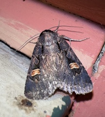 Adelphagrotis indeterminata