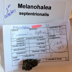 Melanohalea septentrionalis