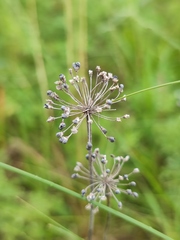Allium flavescens