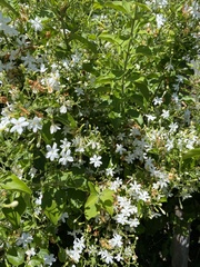 Jasminum multiflorum