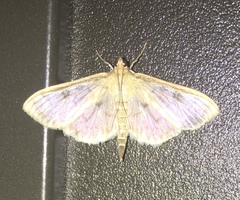Herpetogramma aeglealis