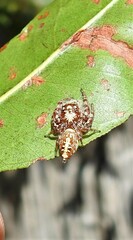 Opisthoncus quadratarius