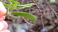 Loranthaceae