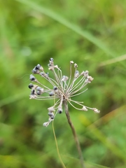 Allium flavescens