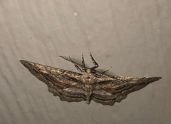 Neoalcis californiaria