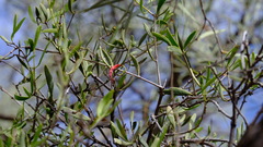 Loranthaceae