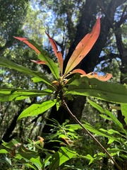 Schima superba superba