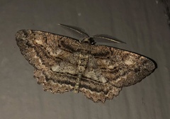 Neoalcis californiaria