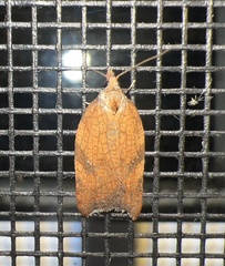 Acleris